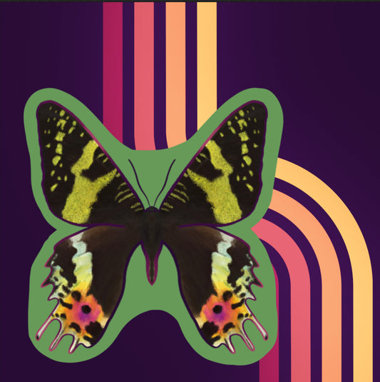 Vinyl Sticker of a Sunset Moth with a light green background