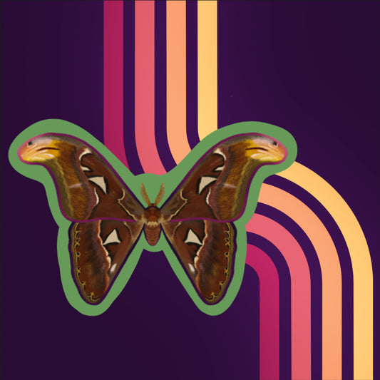 Vinyl Sticker of an atlas Moth with a light green background