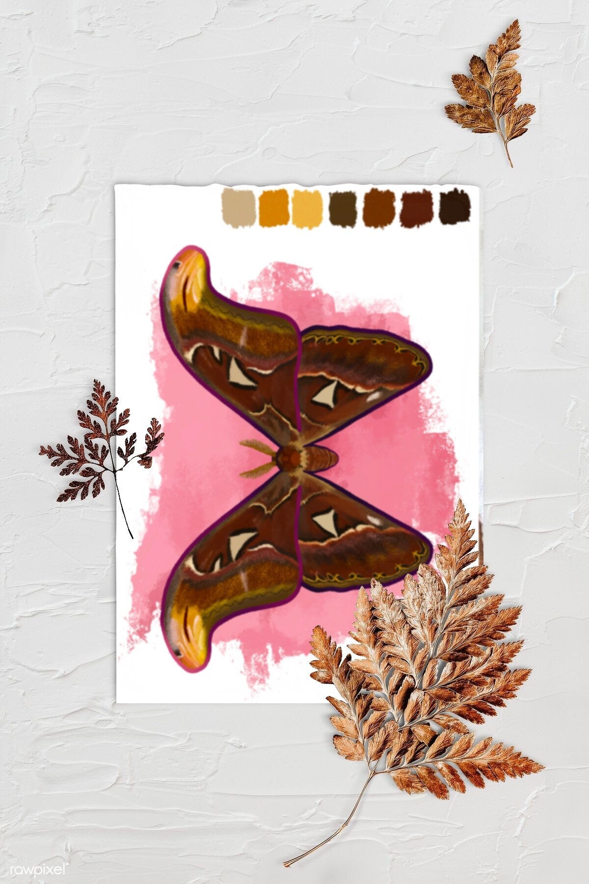 Digital Sketchbook 5x7 Print Atlas Moth Illustration.