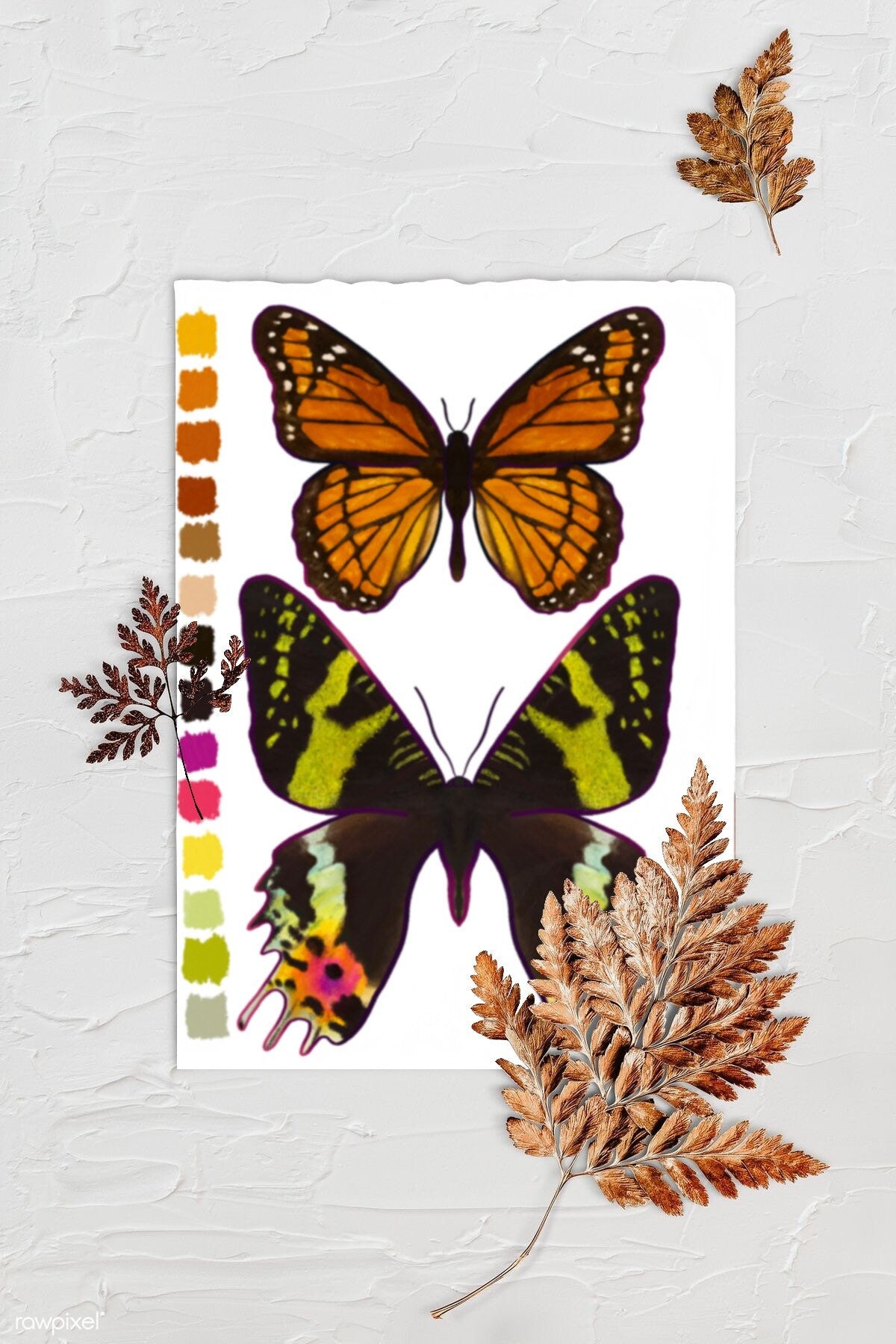 Digital Sketchbook 5x7 Print dual Moth Illustration, sunset and viceroy. Background is textured white with three browned fern leaves. Art print is lying in center with rough edges.