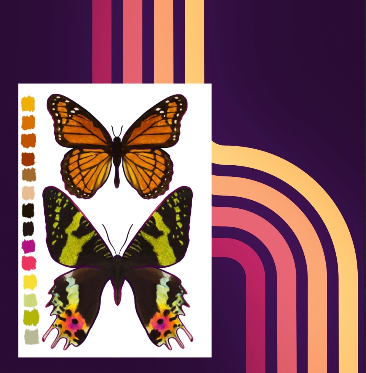 Digital Sketchbook 5x7 Print Butterfly + Moth Illustration