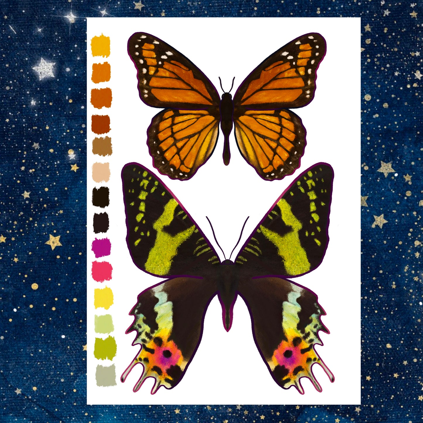 Digital Sketchbook 5x7 Print Butterfly + Moth Illustration